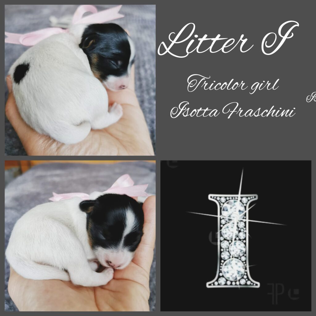 Litter I
One female
Parents: Heart Attack Zofury × Leone Delle Lande di Insubria